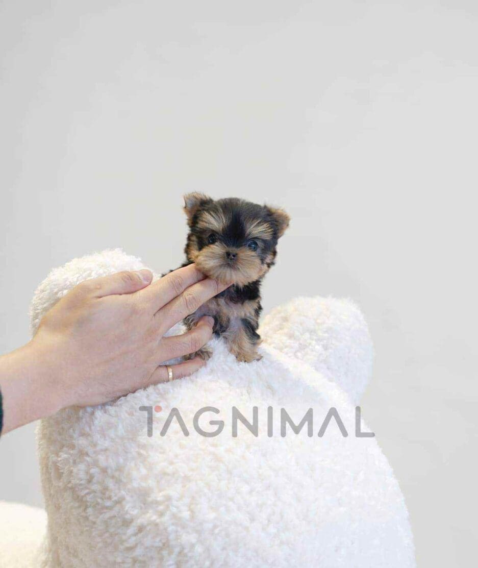 Yorkshire puppy for sale, dog for sale at Tagnimal