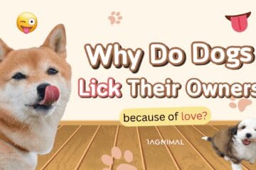 Why Do Dogs Lick Their Owners Tagnimal Blog