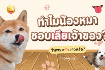 ทำไมน้องหมาชอบเลียเจ้าของ Tagnimal บล็อก